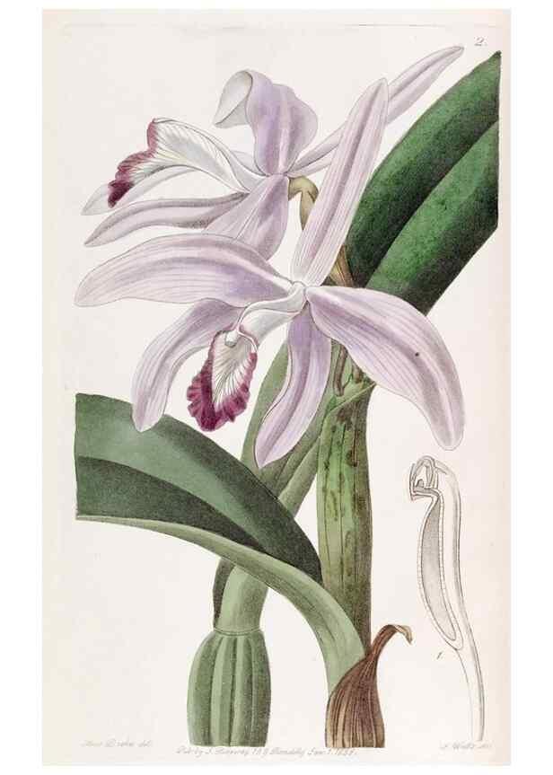 Reproducción/Reproduction 49818043347: Edwards's botanical register.. London :James Ridgway,1829-1847.. 