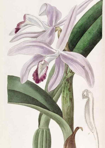 Reproducción/Reproduction 49818043347: Edwards's botanical register.. London :James Ridgway,1829-1847.. 