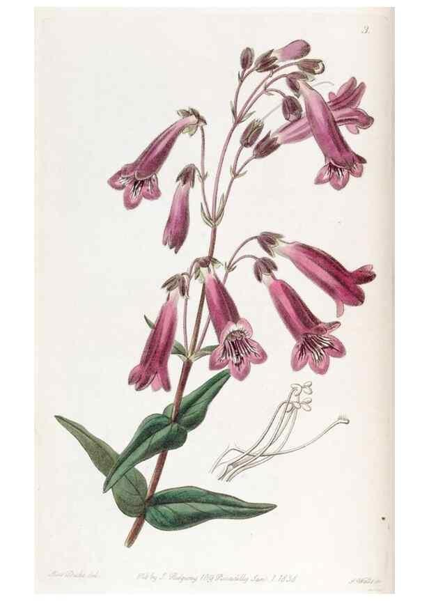 Reproducción/Reproduction 49817199208: Edwards's botanical register.. London :James Ridgway,1829-1847.. 