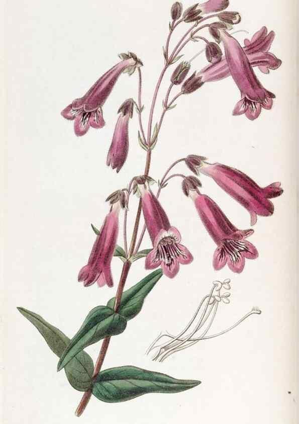 Reproducción/Reproduction 49817199208: Edwards's botanical register.. London :James Ridgway,1829-1847.. 