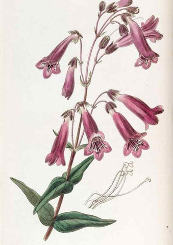 Reproducción/Reproduction 49817199208: Edwards's botanical register.. London :James Ridgway,1829-1847.. 