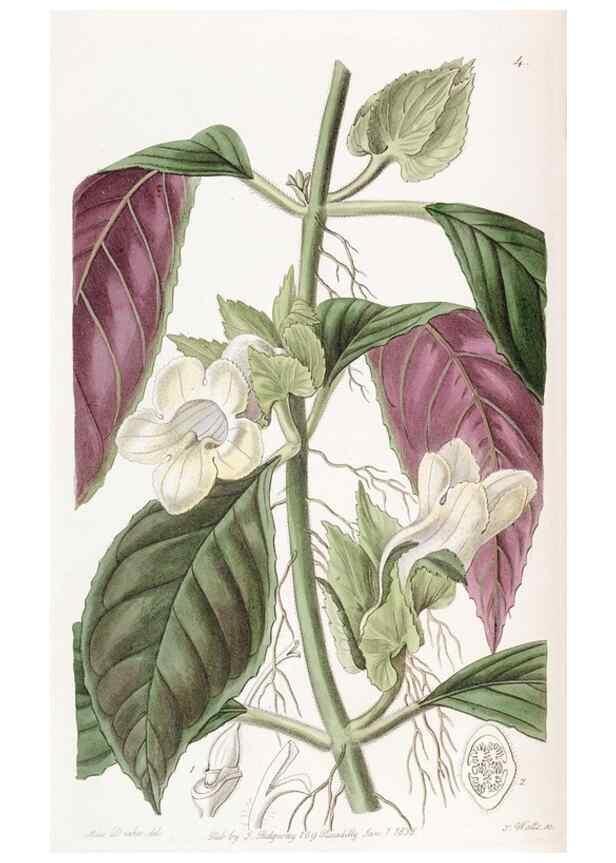 Reproducción/Reproduction 49817736361: Edwards's botanical register.. London :James Ridgway,1829-1847.. 