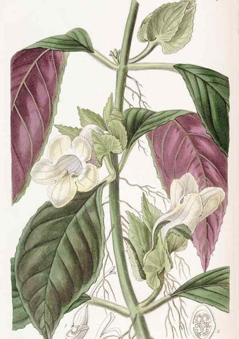 Reproducción/Reproduction 49817736361: Edwards's botanical register.. London :James Ridgway,1829-1847.. 