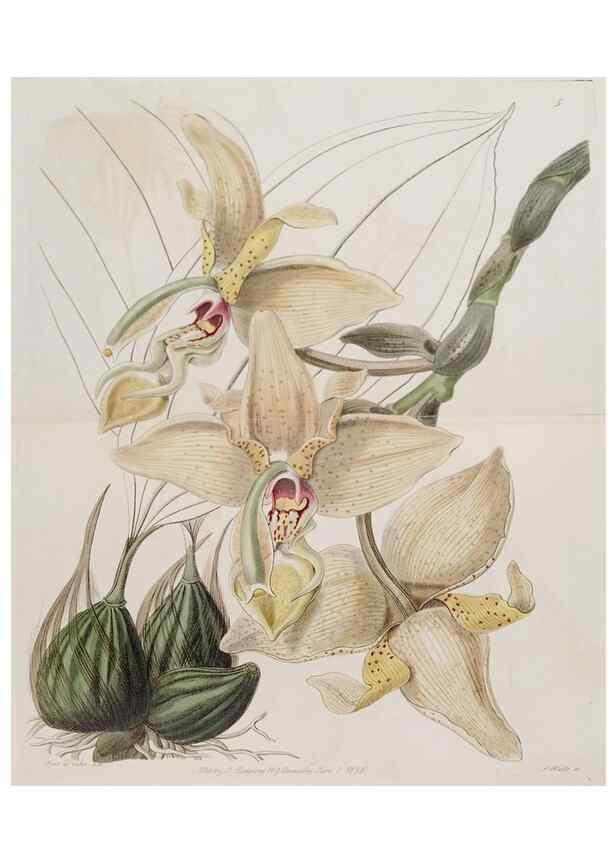 Reproducción/Reproduction 49817736686: Edwards's botanical register.. London :James Ridgway,1829-1847.. 