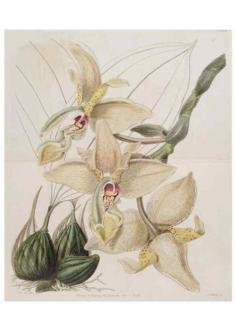 Reproducción/Reproduction 49817736686: Edwards's botanical register.. London :James Ridgway,1829-1847.. 