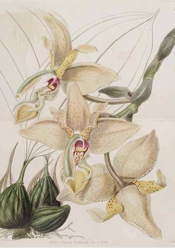 Reproducción/Reproduction 49817736686: Edwards's botanical register.. London :James Ridgway,1829-1847.. 
