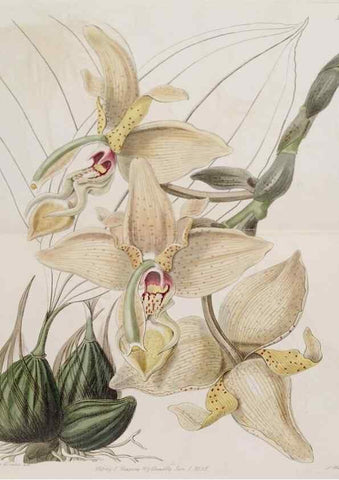 Reproducción/Reproduction 49817736686: Edwards's botanical register.. London :James Ridgway,1829-1847.. 