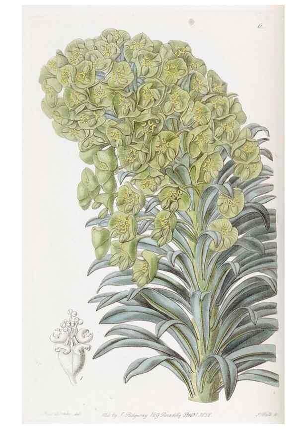 Reproducción/Reproduction 49817200303: Edwards's botanical register.. London :James Ridgway,1829-1847.. 