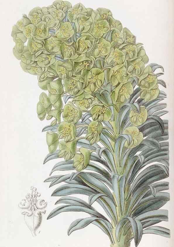 Reproducción/Reproduction 49817200303: Edwards's botanical register.. London :James Ridgway,1829-1847.. 