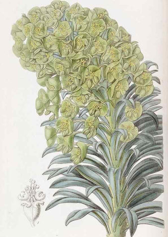 Reproducción/Reproduction 49817200303: Edwards's botanical register.. London :James Ridgway,1829-1847.. 