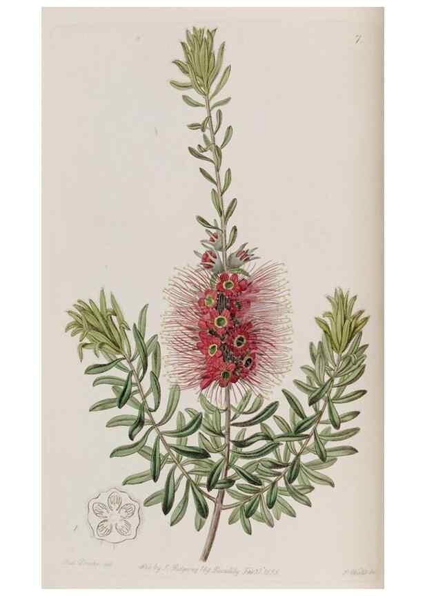 Reproducción/Reproduction 49818045337: Edwards's botanical register.. London :James Ridgway,1829-1847.. 