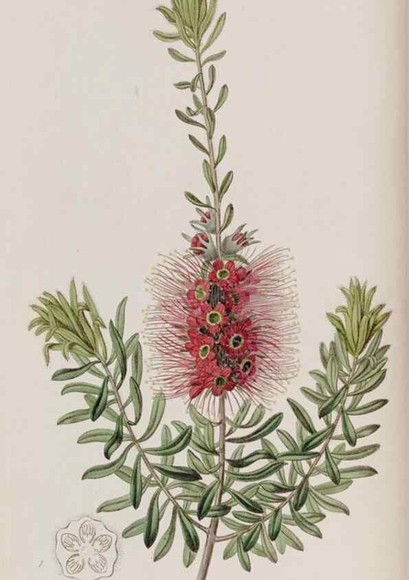 Reproducción/Reproduction 49818045337: Edwards's botanical register.. London :James Ridgway,1829-1847.. 