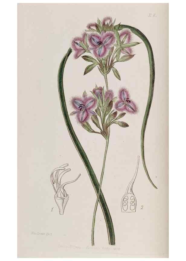 Reproducción/Reproduction 49817737921: Edwards's botanical register.. London :James Ridgway,1829-1847.. 