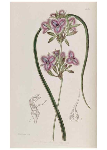 Reproducción/Reproduction 49817737921: Edwards's botanical register.. London :James Ridgway,1829-1847.. 