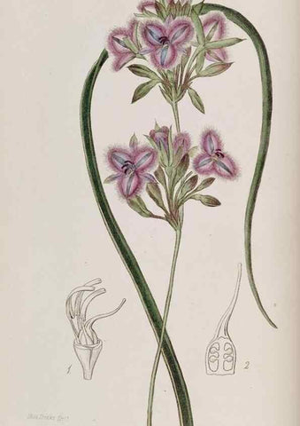 Reproducción/Reproduction 49817737921: Edwards's botanical register.. London :James Ridgway,1829-1847.. 