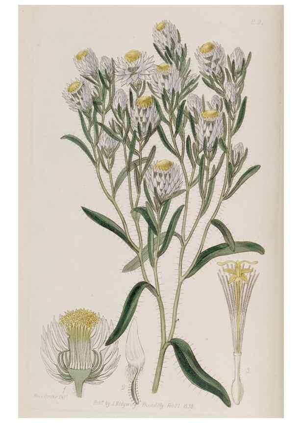 Reproducción/Reproduction 49817738346: Edwards's botanical register.. London :James Ridgway,1829-1847.. 