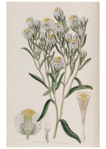 Reproducción/Reproduction 49817738346: Edwards's botanical register.. London :James Ridgway,1829-1847.. 