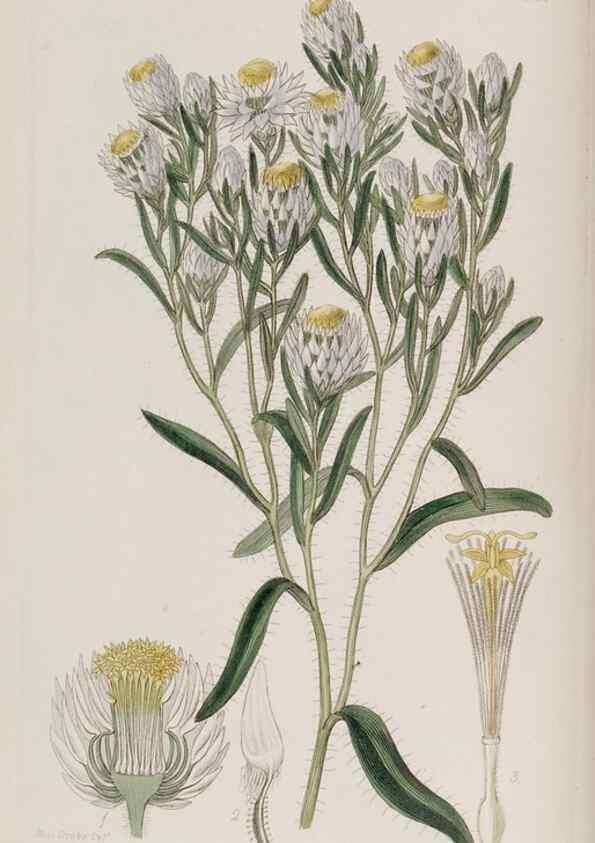 Reproducción/Reproduction 49817738346: Edwards's botanical register.. London :James Ridgway,1829-1847.. 