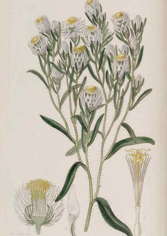 Reproducción/Reproduction 49817738346: Edwards's botanical register.. London :James Ridgway,1829-1847.. 