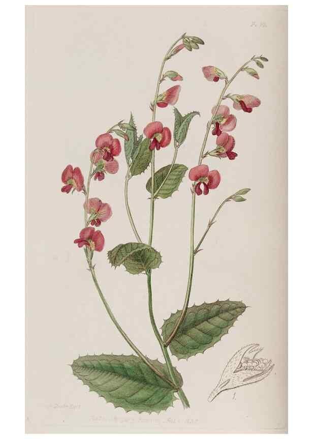 Reproducción/Reproduction 49817201903: Edwards's botanical register.. London :James Ridgway,1829-1847.. 