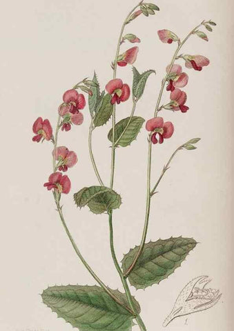 Reproducción/Reproduction 49817201903: Edwards's botanical register.. London :James Ridgway,1829-1847.. 