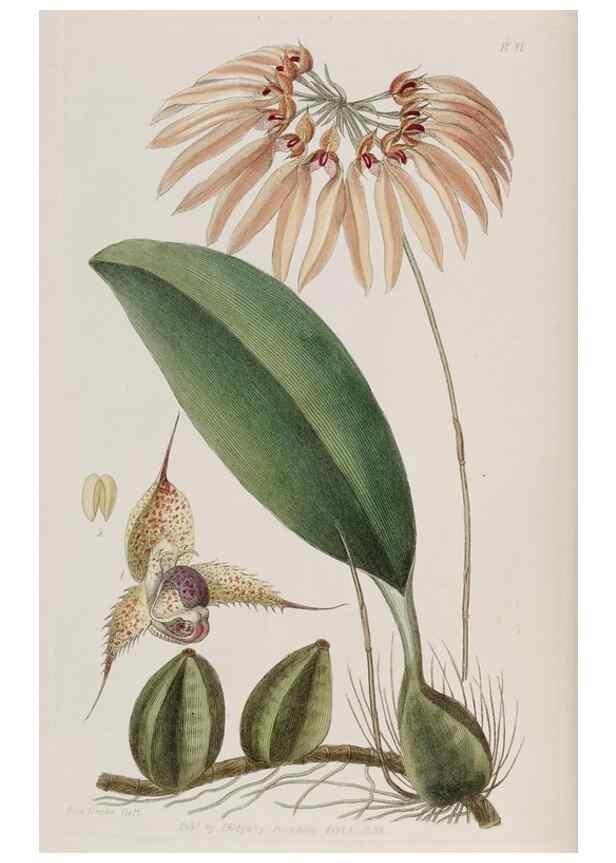 Reproducción/Reproduction 49817202438: Edwards's botanical register.. London :James Ridgway,1829-1847.. 