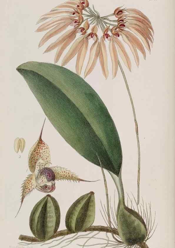 Reproducción/Reproduction 49817202438: Edwards's botanical register.. London :James Ridgway,1829-1847.. 