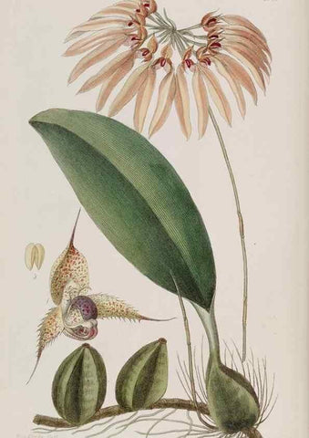 Reproducción/Reproduction 49817202438: Edwards's botanical register.. London :James Ridgway,1829-1847.. 