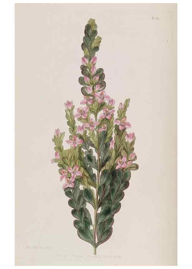 Reproducción/Reproduction 49817739446: Edwards's botanical register.. London :James Ridgway,1829-1847.. 