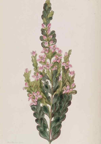 Reproducción/Reproduction 49817739446: Edwards's botanical register.. London :James Ridgway,1829-1847.. 