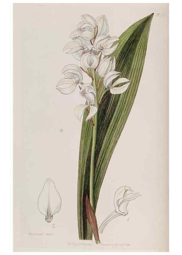 Reproducción/Reproduction 49817203143: Edwards's botanical register.. London :James Ridgway,1829-1847.. 