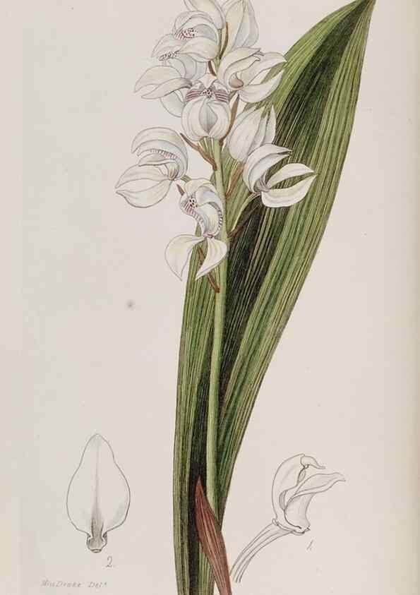 Reproducción/Reproduction 49817203143: Edwards's botanical register.. London :James Ridgway,1829-1847.. 