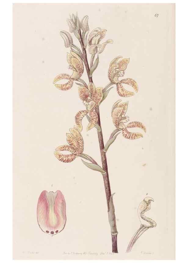 Reproducción/Reproduction 49817662096: Edwards's botanical register.. London :James Ridgway,1829-1847.. 