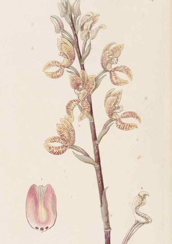 Reproducción/Reproduction 49817662096: Edwards's botanical register.. London :James Ridgway,1829-1847.. 