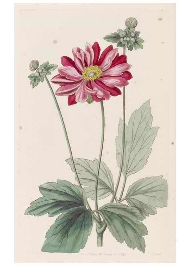 Reproducción/Reproduction 49817968767: Edwards's botanical register.. London :James Ridgway,1829-1847.. 