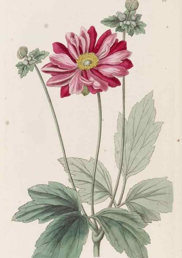 Reproducción/Reproduction 49817968767: Edwards's botanical register.. London :James Ridgway,1829-1847.. 