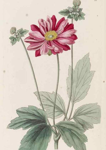 Reproducción/Reproduction 49817968767: Edwards's botanical register.. London :James Ridgway,1829-1847.. 