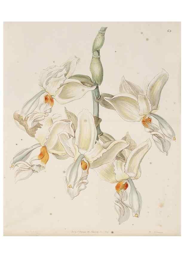 Reproducción/Reproduction 49817125003: Edwards's botanical register.. London :James Ridgway,1829-1847.. 