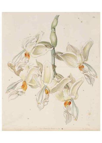 Reproducción/Reproduction 49817125003: Edwards's botanical register.. London :James Ridgway,1829-1847.. 