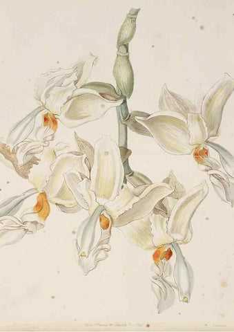 Reproducción/Reproduction 49817125003: Edwards's botanical register.. London :James Ridgway,1829-1847.. 