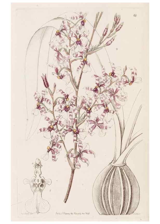 Reproducción/Reproduction 49817968067: Edwards's botanical register.. London :James Ridgway,1829-1847.. 