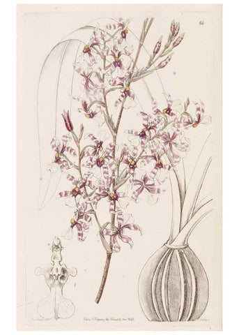 Reproducción/Reproduction 49817968067: Edwards's botanical register.. London :James Ridgway,1829-1847.. 