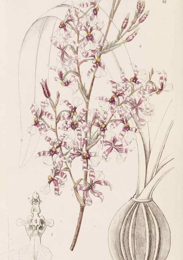 Reproducción/Reproduction 49817968067: Edwards's botanical register.. London :James Ridgway,1829-1847.. 