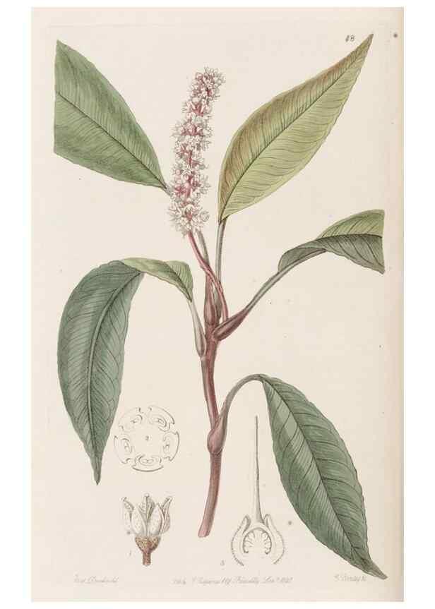Reproducción/Reproduction 49817656116: Edwards's botanical register.. London :James Ridgway,1829-1847.. 