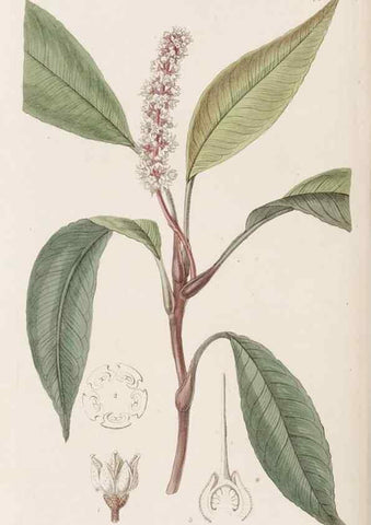 Reproducción/Reproduction 49817656116: Edwards's botanical register.. London :James Ridgway,1829-1847.. 