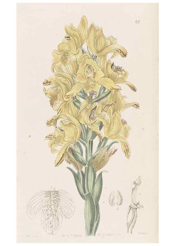 Reproducción/Reproduction 49817119528: Edwards's botanical register.. London :James Ridgway,1829-1847.. 