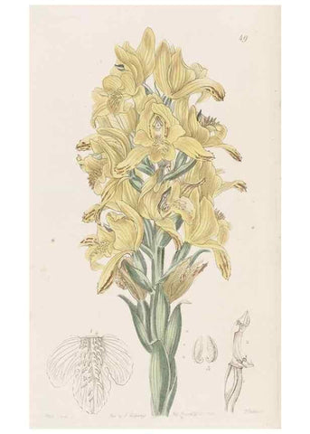 Reproducción/Reproduction 49817119528: Edwards's botanical register.. London :James Ridgway,1829-1847.. 