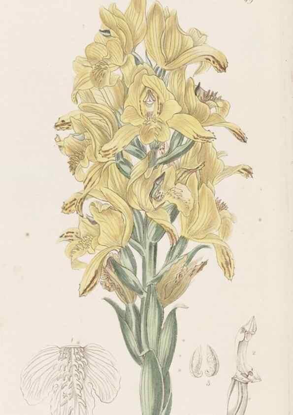 Reproducción/Reproduction 49817119528: Edwards's botanical register.. London :James Ridgway,1829-1847.. 