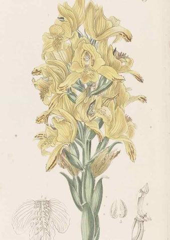Reproducción/Reproduction 49817119528: Edwards's botanical register.. London :James Ridgway,1829-1847.. 