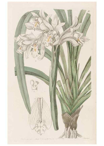 Reproducción/Reproduction 49817656781: Edwards's botanical register.. London :James Ridgway,1829-1847.. 